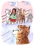Hey Alpaca Hay (right)